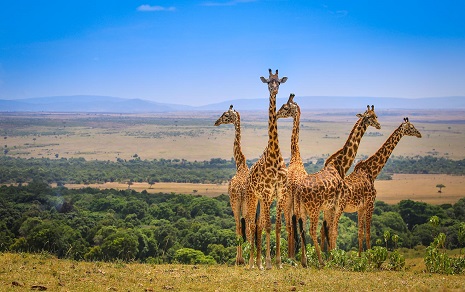 Pouyatravel-Foreign-Tours Kenya